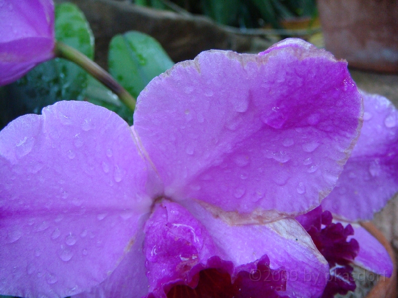 Western Michigan [2009] 179.JPG - Scenes from Frederik Meijer Gardens & Sculpture Park.